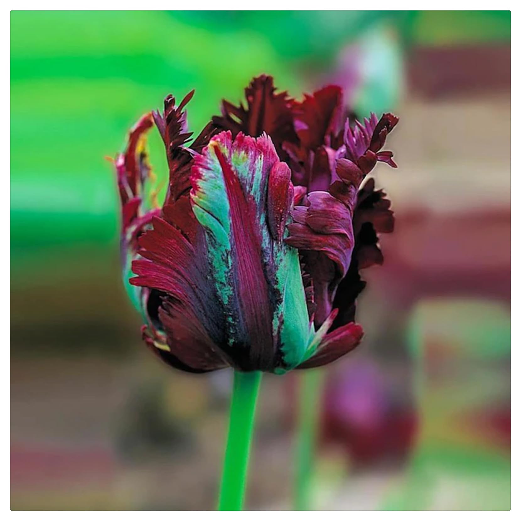 Wedding Flowers, Easy Plant, Tulip Bulbs-Hardy Perennial, Tulip Plant, Ornamental Flowers, 3bulbs-k
