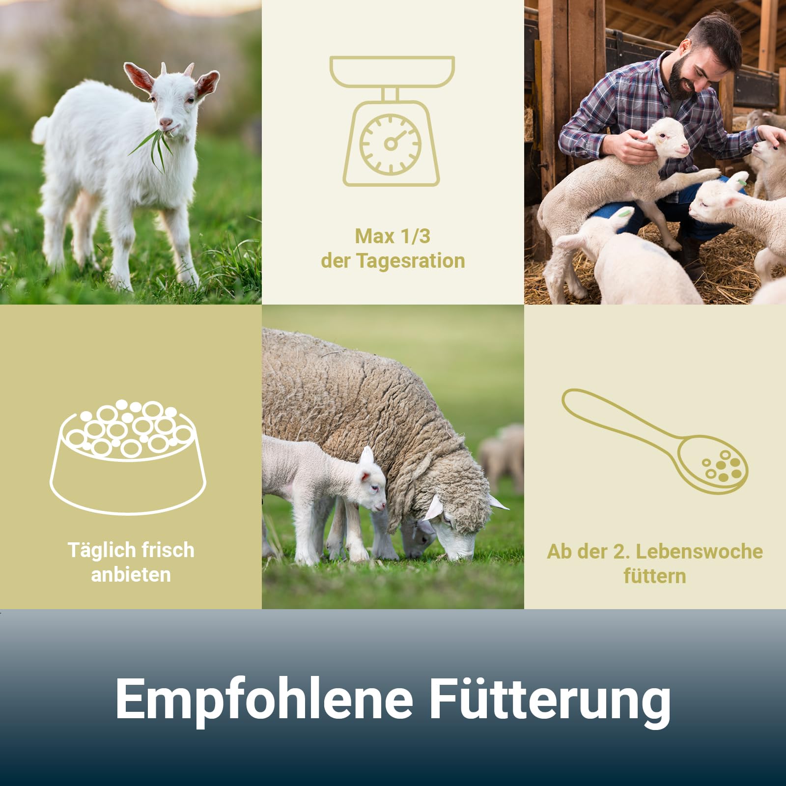 PANTO Schaf- und Lämmermüsli 15kg – hochwertiges Kraftfutter Schafe und Ziegen, Pellet-Flocken-Mischung, Schaffutter mit Vitaminen und Mineralien, für Ziegen geeignet