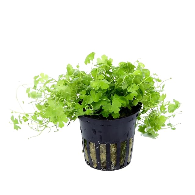 Hydrocotyle tripartita (sp. Japón) - 1 manojo - Planta de Acuario Vivo