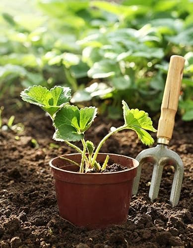 Miniatura 4 de Fresa 100 piezas Semillas Jardín Fruta Fresca Saludable