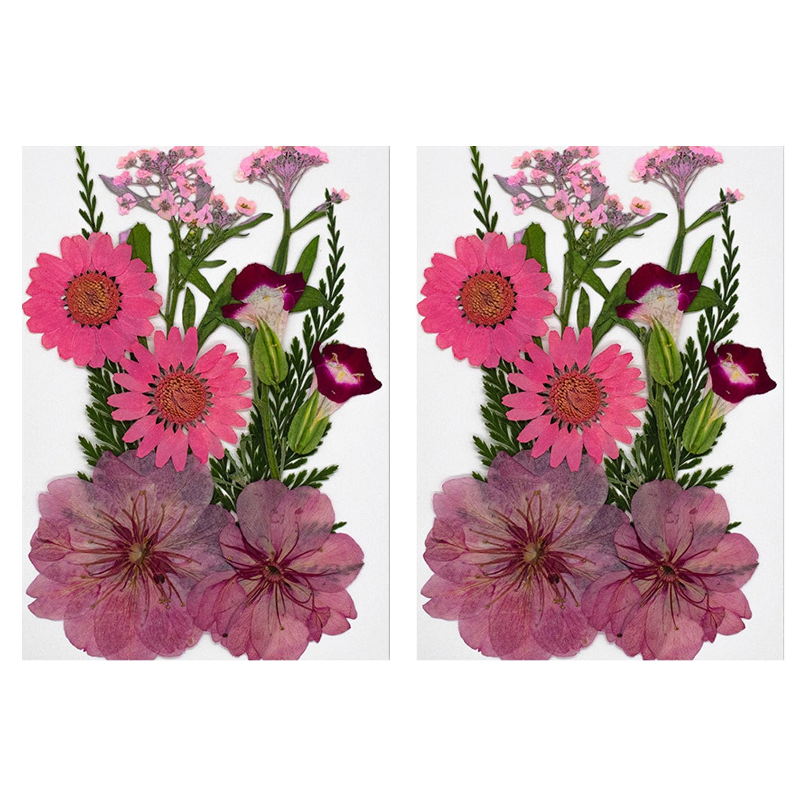 Tsophreniq 20Pcs Natural Dried Flower for Bookmarks Jewelry Making Natural Pressed Dried Flower Leaves for Art Craft Pressed Craft Supplies