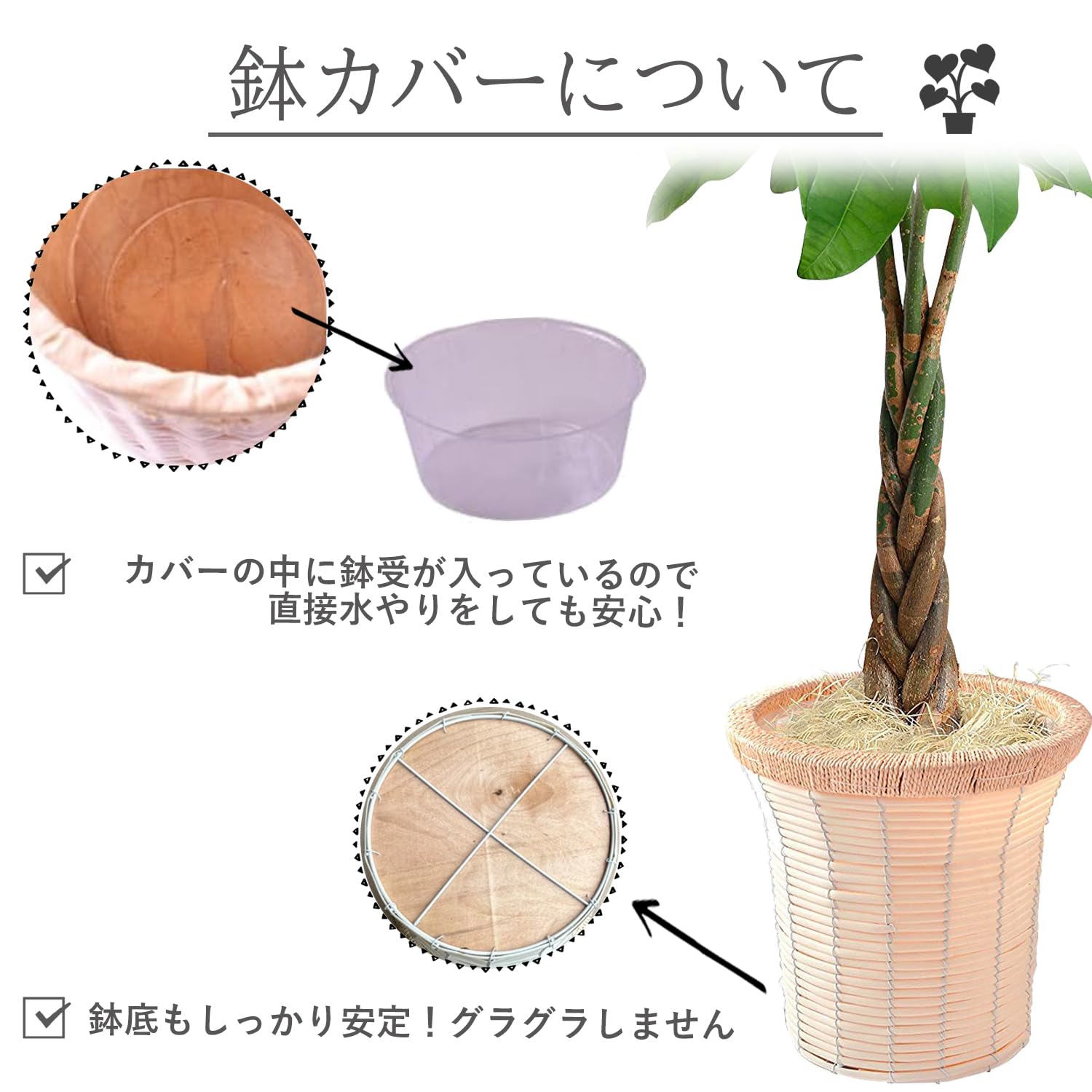 ◇【自社配送or引取限定】 本物　大型　観葉植物　パキラ　約220cm　白鉢 ◇【自社配送or引取限定】 本物 大型 観葉植物 パキラ 約220cm