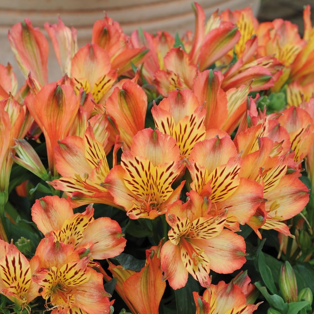 Alstroemeria 'Bryce'. 2L Plant. Orange Flowers for Cutting. Peruvian Lily. Available from Bedwen Plants.