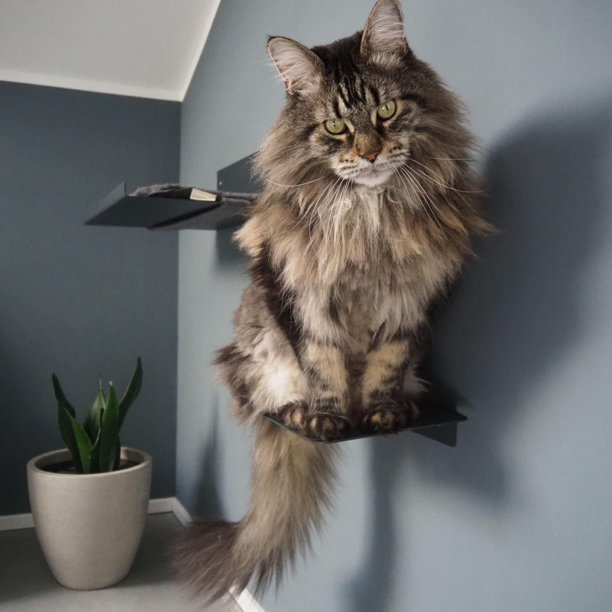 LucyBalu® Steps Marches murales pour Chat Lot de 3 I Anthracite