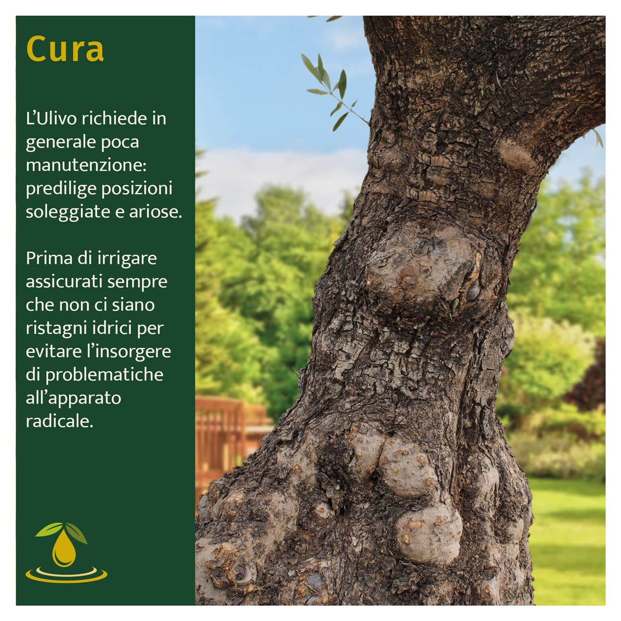 KENTIS - Véritable Bonsaï Olivier Hauteur Environ 200 cm - Olea Europea Bonsaï Circonférence du Tronc Environ 60-100 cm - Plante d'Extérieur pour les Jardins - Plante Ornementale - Olivier