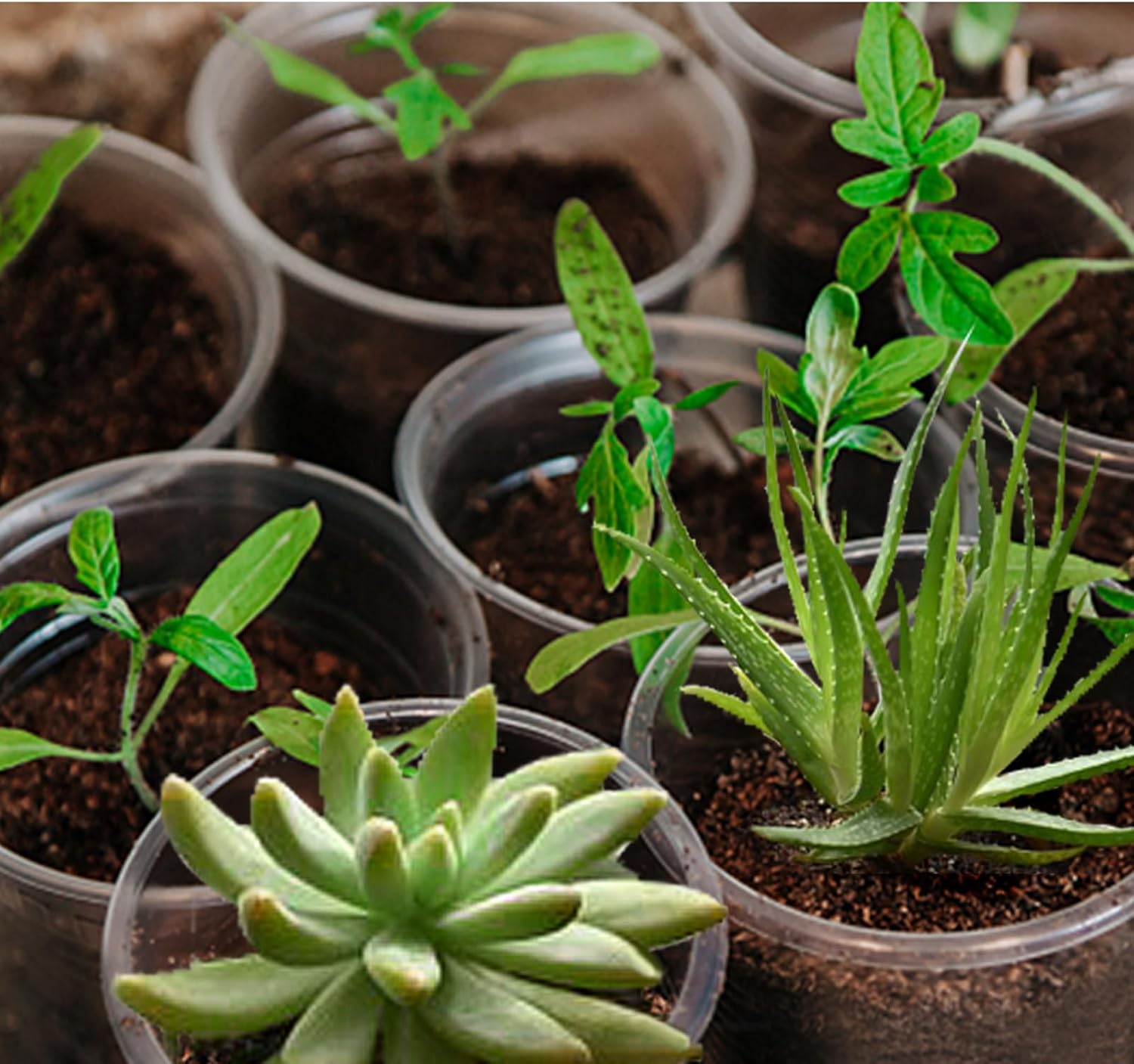 20 Pack 3.5 Inch Clear Nursery Pots for Plants, Clear Plastic Plant Pots with Drainage Holes, Flexible Nursery Pots Variety Pack, Seedling Planter Seed Starter Pots (3.5 Inch)