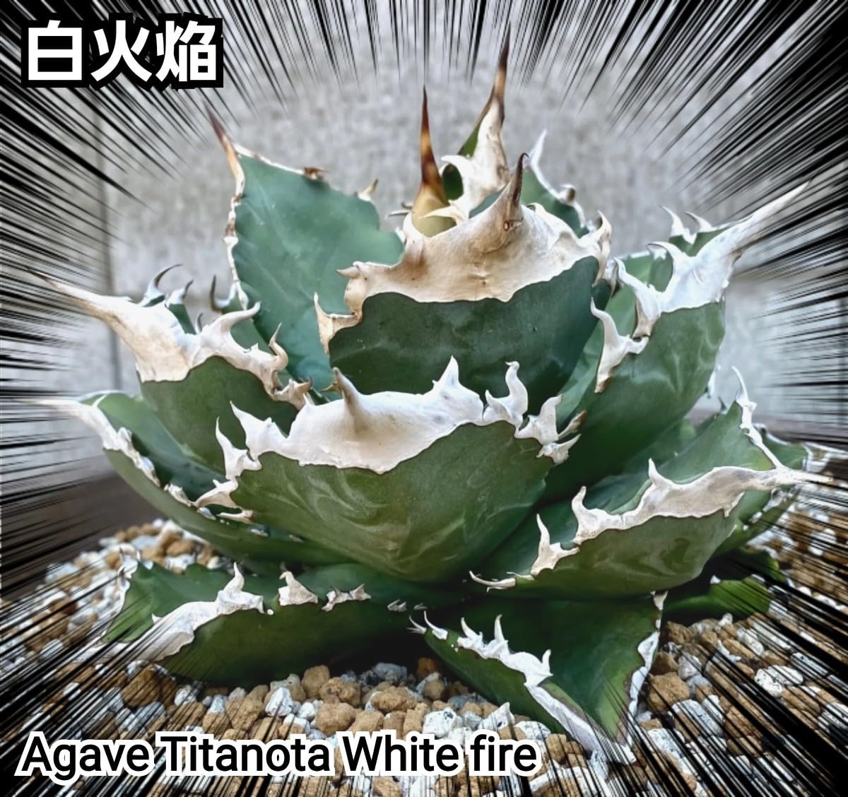 agave titanota 白火焰 White fire