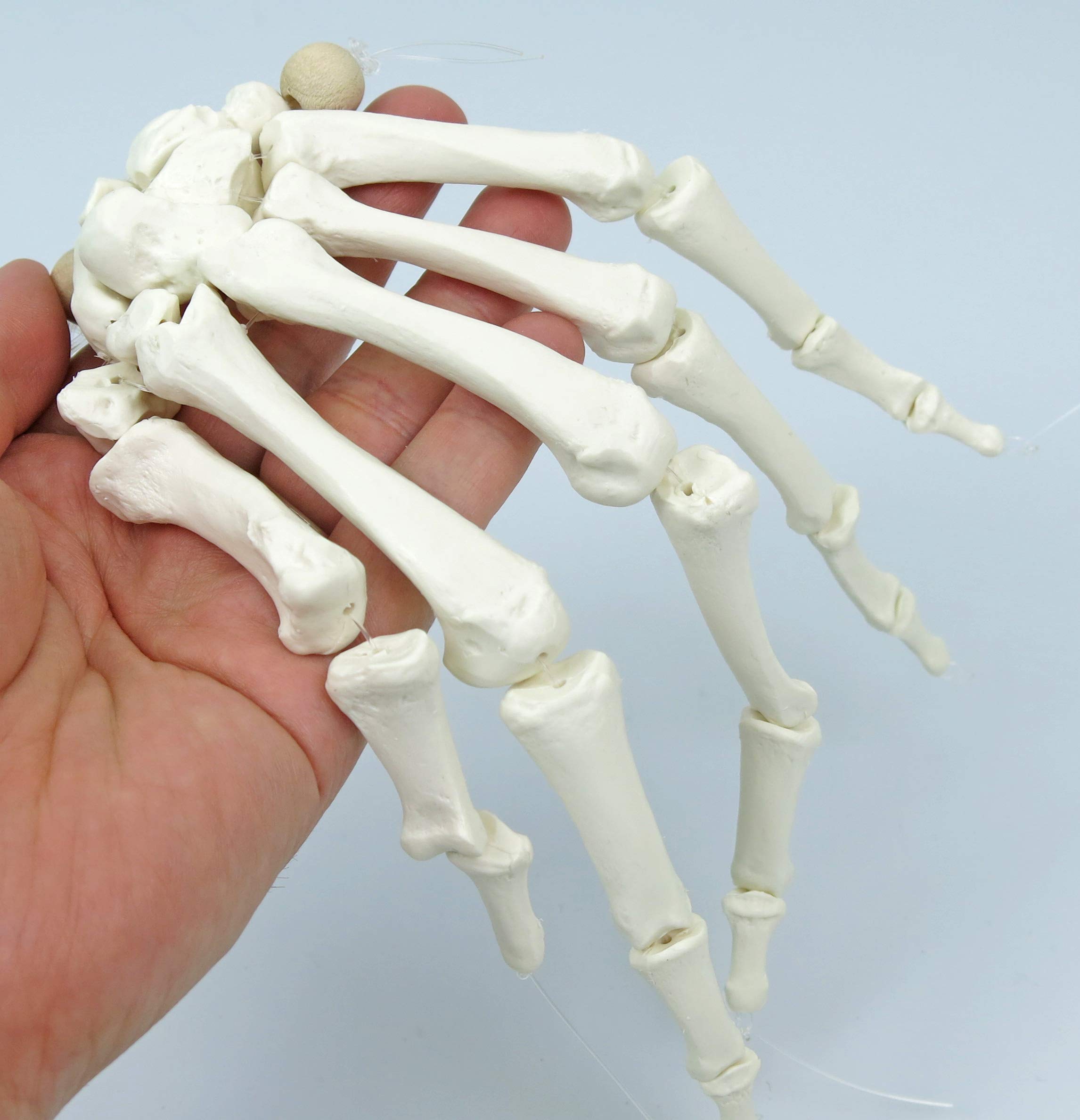 Amazon.co.jp: 骨模型のセット（半身），各骨を詳しく観察できます