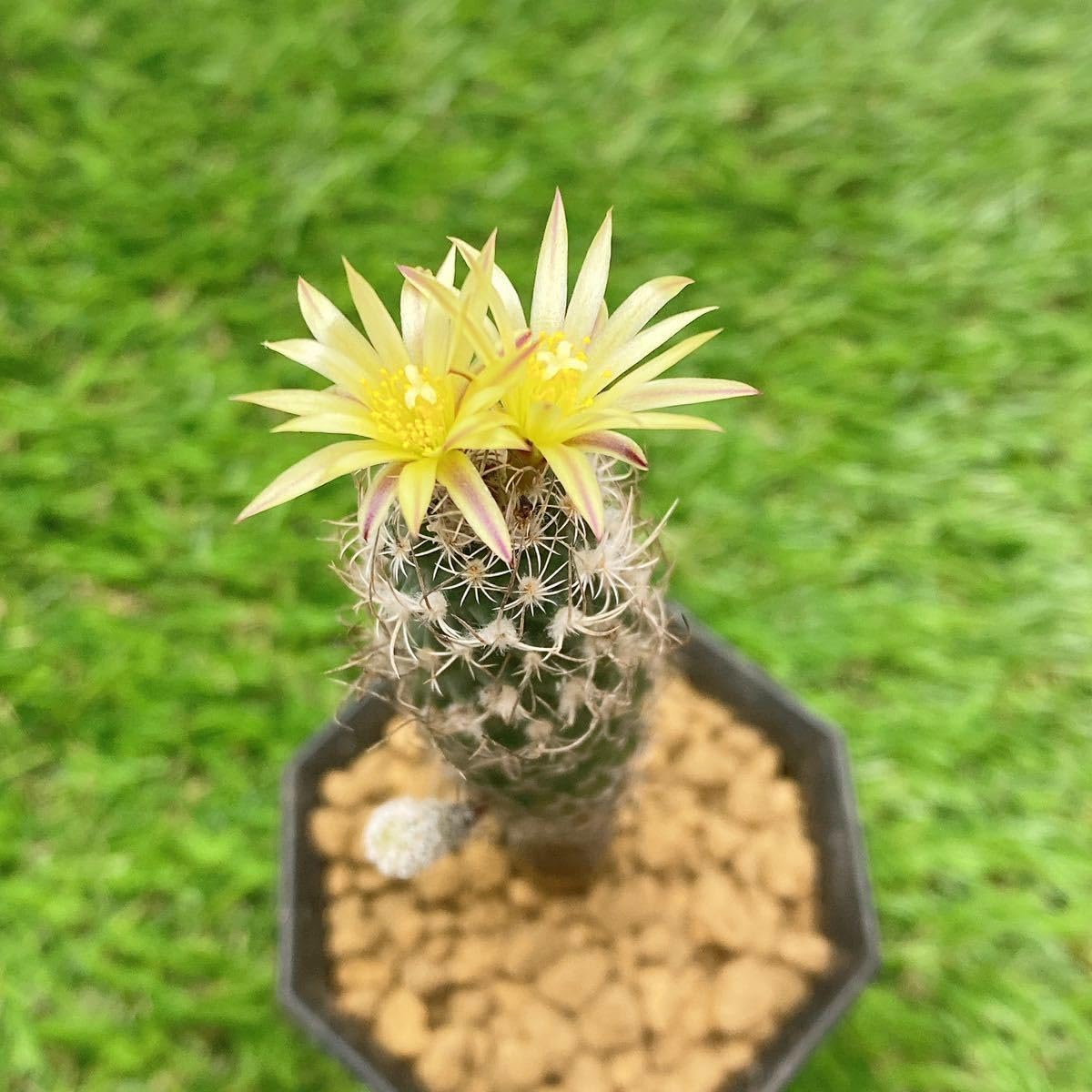 Amazon.co.jp: 多肉植物 サボテン ツルビニカルプスミニマ (撫城丸v