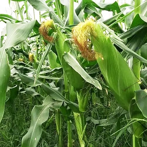 Miniatura 7 de 200 semillas de maíz dulce bicolor semillas de maíz dulce sin OMG y reliquia melocotones y crema Zea Mays