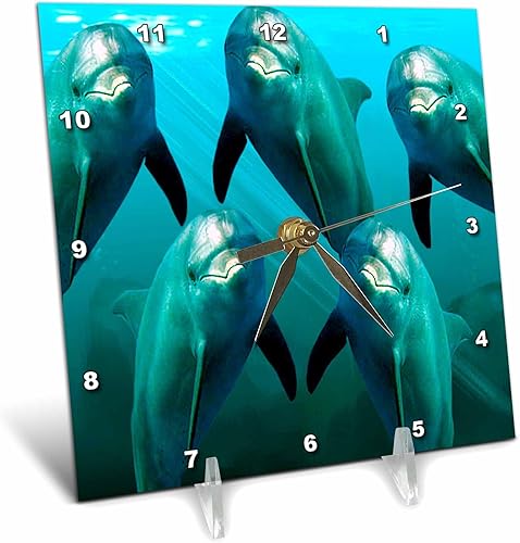 3dRose Reloj de escritorio Curious Dolphins, 6 x 6 pulgadas
