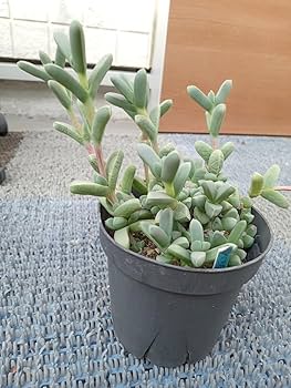 Amazon.co.jp: 多肉植物 夕波 抜き苗 : DIY・工具・ガーデン