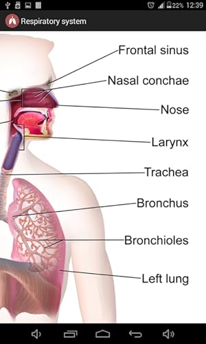 Respiratory system