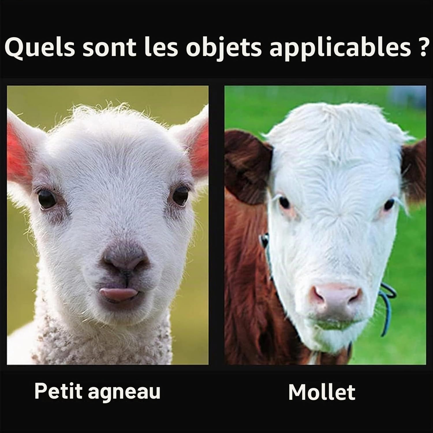 Écorneur électrique pour bétail - Appareil de suppression de corne sans sang pour veaux et moutons