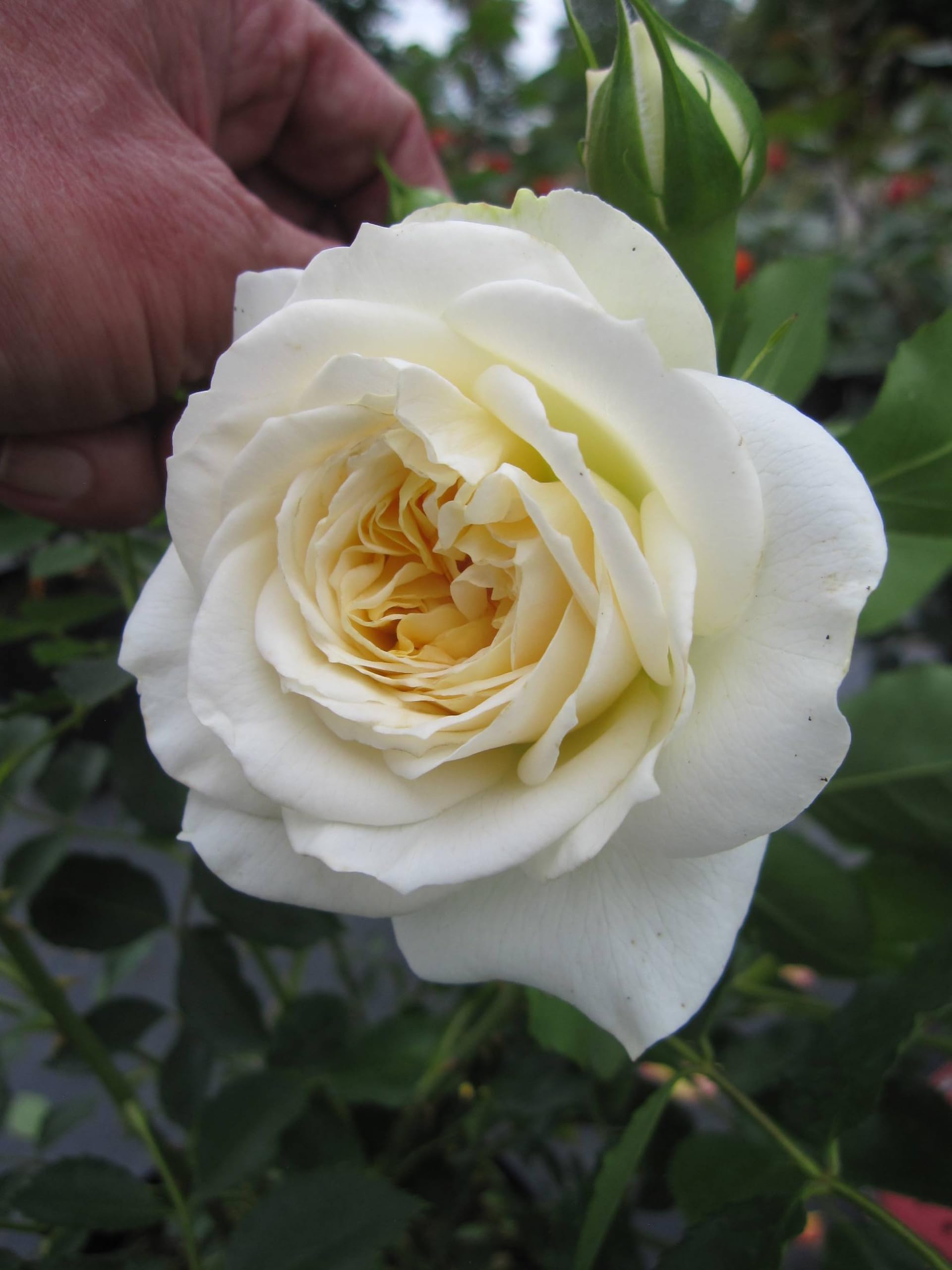 Rosa Friedenslicht ® - Strauchrose Friedenslicht ® - Tantau Rose