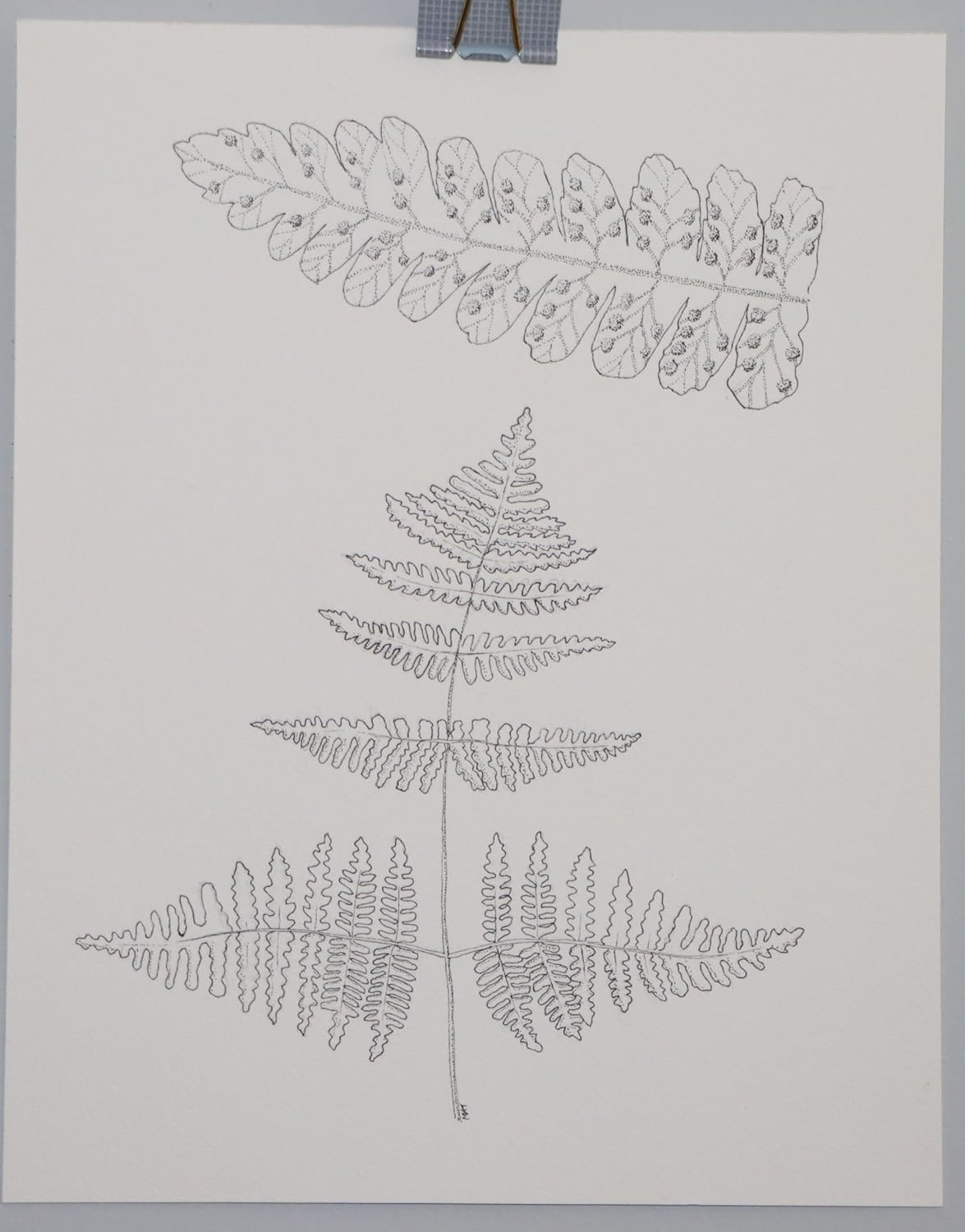 Oak Fern Botanical Drawing, Original Pen and Ink Artwork, 8 x 10 inches, Unframed
