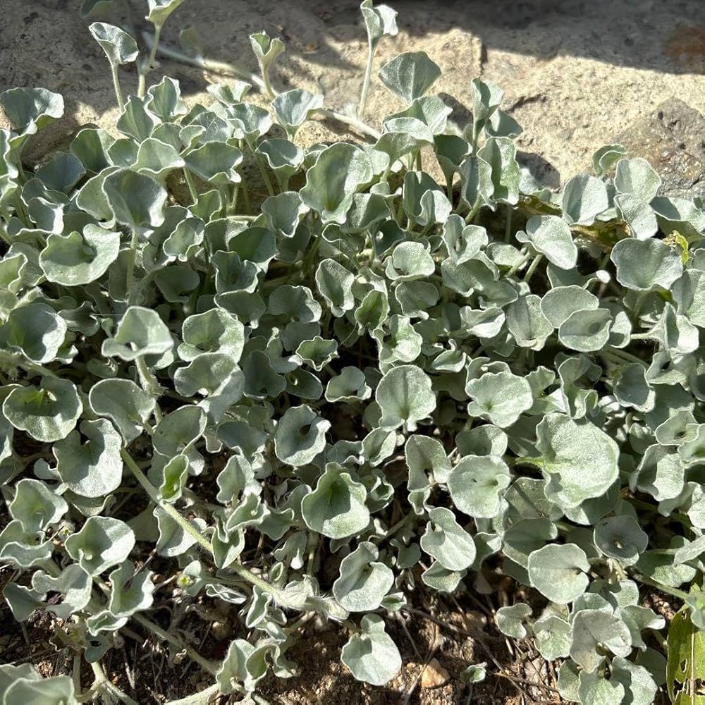 Amazon.co.jp: ディコンドラ•シルバーフォール 抜き苗（5株