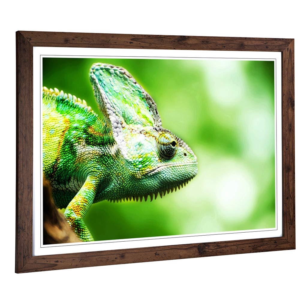 Big Box Art Framed Print of Chameleon Lizard (1) Design | Wall Art Picture | Home Decor for Kitchen, Living, Dining Room, Lounge, Bedroom, Hallway, Office, Walnut, A2 / 24.5x18 Inch / 62x45cm