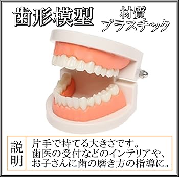 チ*5様 歯科模型　義歯比較模型　説明用 金属床　保険義歯　加工あり チ*5様 歯科模型 義歯比較模型 説明用 金属床 保険義歯 加工