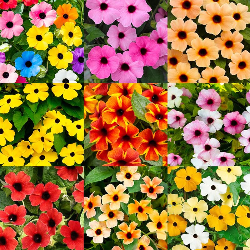 300+ Perennial Mix Black Eyed Susan Seeds for Planting - Climbing Flower