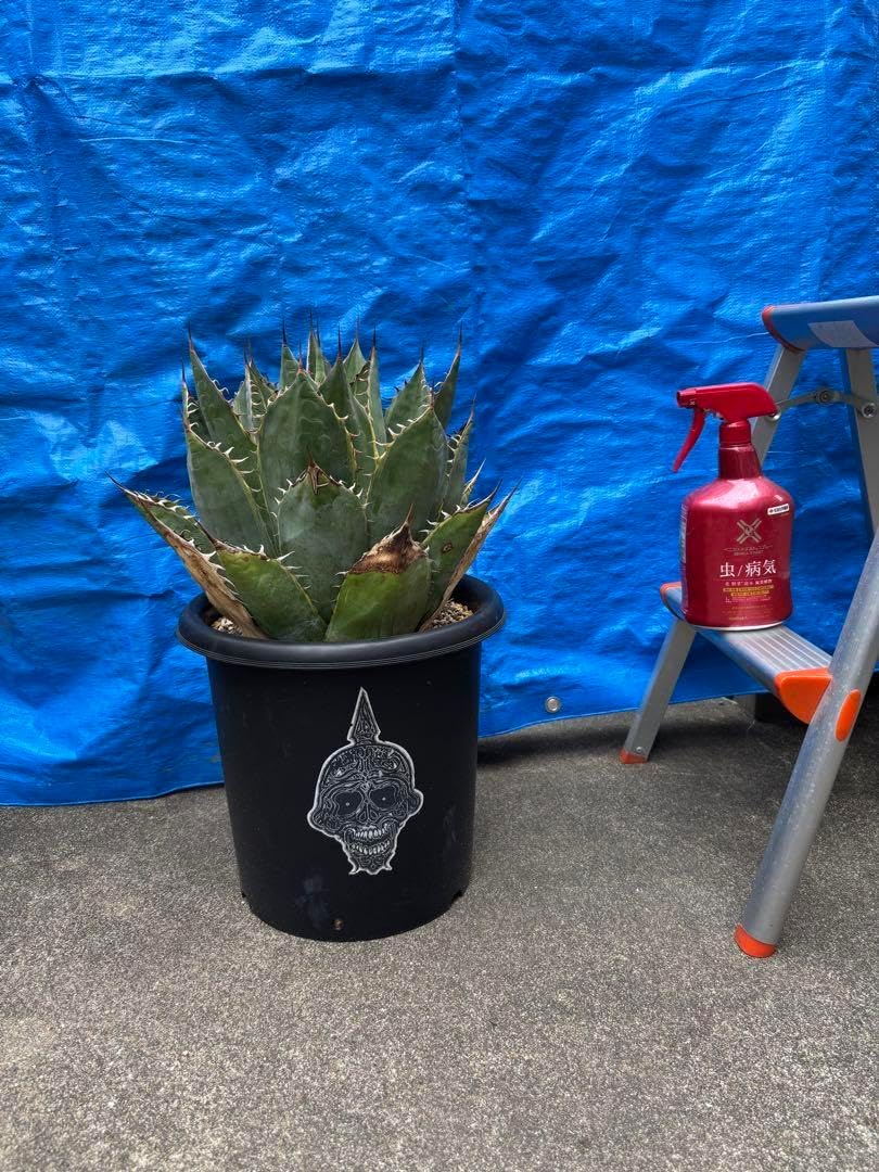 アガベ パラサナはファイアーボール 特大 抜き苗】アガベ パラサナ