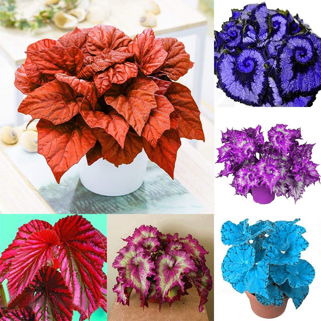 Rare 50+ SEEDS Colorful Plectranthus Coleus, Hardy Perennial Flower Seeds (B088CZ83M5) Amazon Price History, Amazon Price Tracker