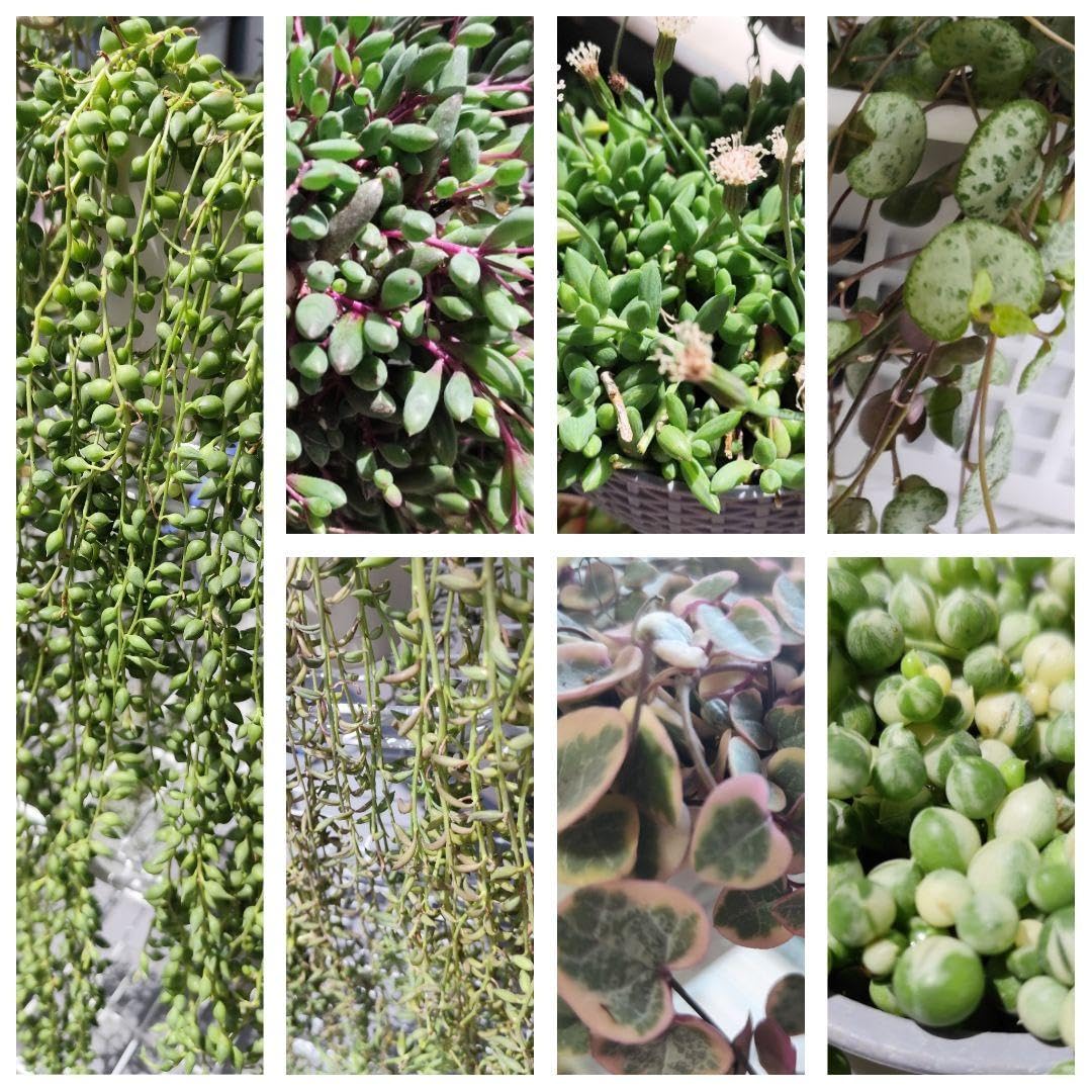 Amazon｜多肉植物 ネックレス系 7種類セット カット苗｜観葉植物