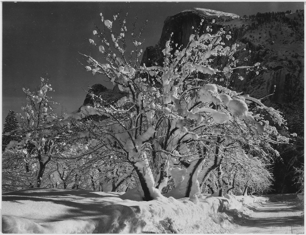 Amazon.com: Trees with snow on branches Half Dome Apple Orchard