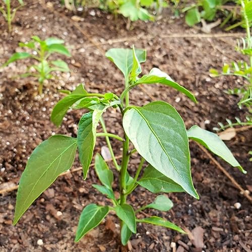 Miniatura 3 de Pimiento picante vivo, planta viva de pimiento picante en maceta de 4 pulgadas, plantación interior y exterior