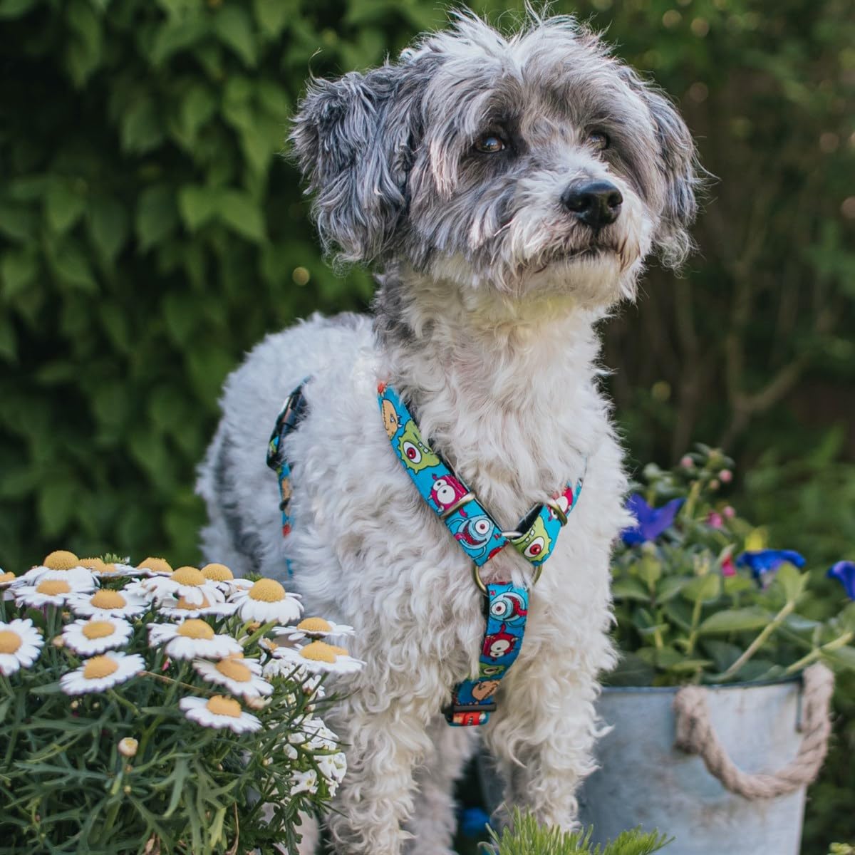 Max & Molly Dog Harness in H-Shape, Ultra Comfortable Neoprene Harness for Large Dogs Little Monsters/L, Padded - Image 2