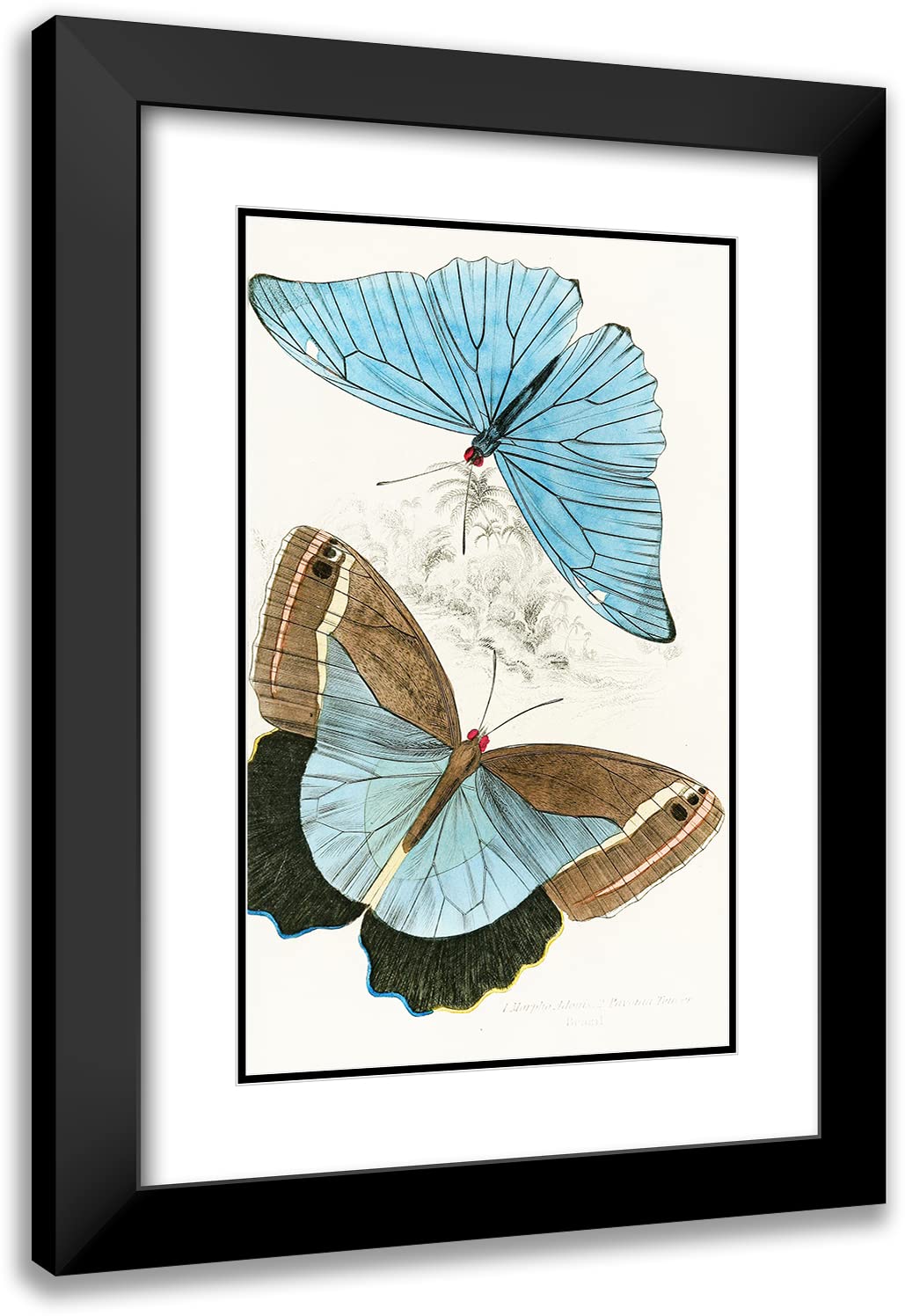 ArtDirect James Duncan 16x24 Black Modern Frame and Double Matted Museum Art Print Titled - Morpho Adonis, Pavonia Teucer (1858)