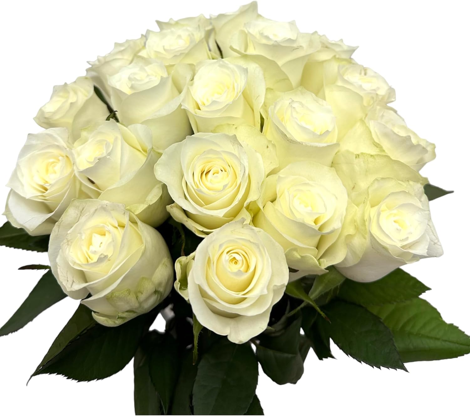 24 White Roses Fresh Cut Flowers Hydroponic Flower Arrangement Express Love birthday gift Los Angeles flower wholesale market