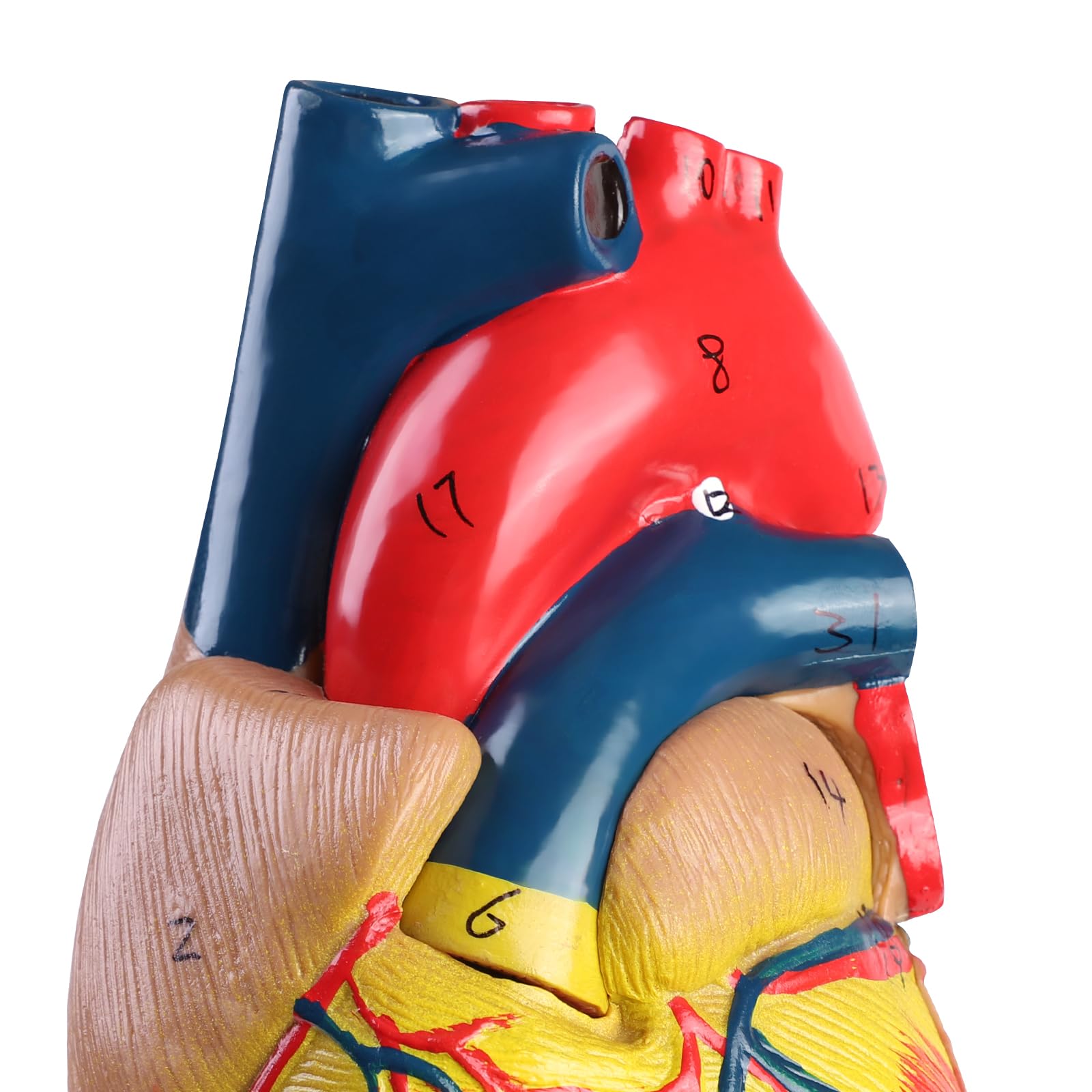 ERWEY Model ludzkiego serca do anatomii, replika 1:1 modelu serca naturalnej wielkości, z 34 oznaczeniami anatomicznymi i podstawą z PVC