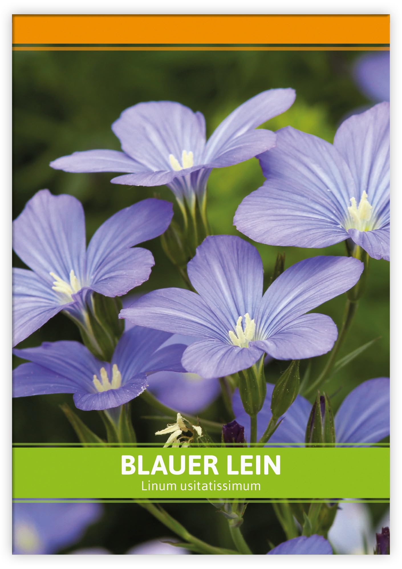 FLORTUS Blauer Lein als Gastgeschenke (100 Stück) | Blumensamen als Dankeschön Geschenke, Mitgebsel & Werbegeschenke | Bienenfreundliches Saatgut