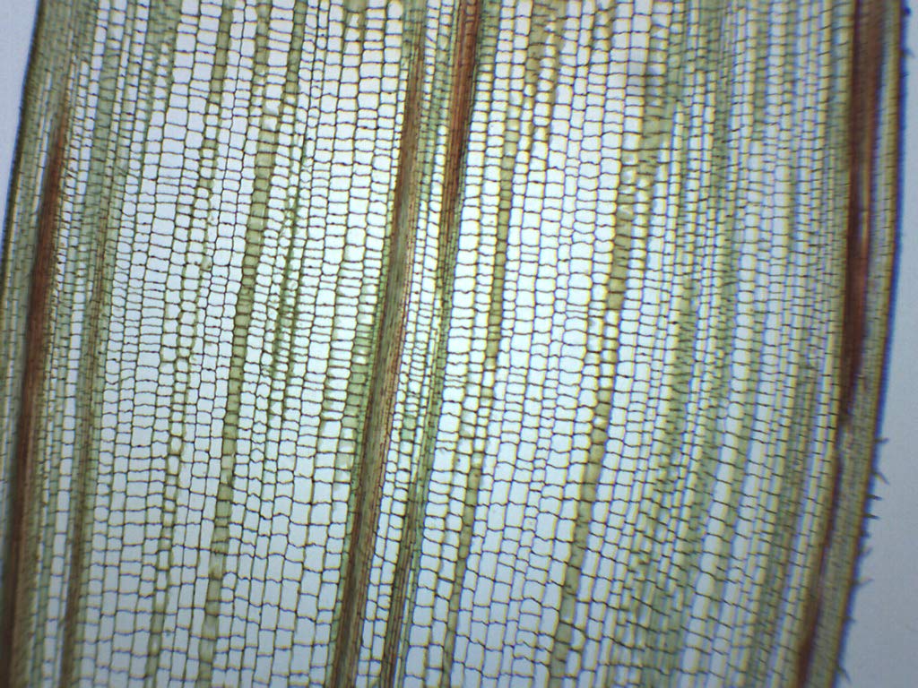 25PK Zea Mays Stem - Cross & Longitudinal Section - Prepared Microscope Slides - Classroom Pack, 25 Slides in Storage Case - Biology & Microscopy - Eisco Labs