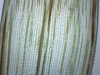 Vista 4 de EISCO Zea Mays Stem - Sección transversal y longitudinal - Diapositiva para microscopio preparado - 2.953 x 0.984 in - Biología y microscopía