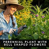 Vista 2 de Bocking 14 esquejes de raíz de consuelda para crecer, muchos usos, flores bonitas, esquejes sin raíz, crecen fácilmente (6 esquejes)