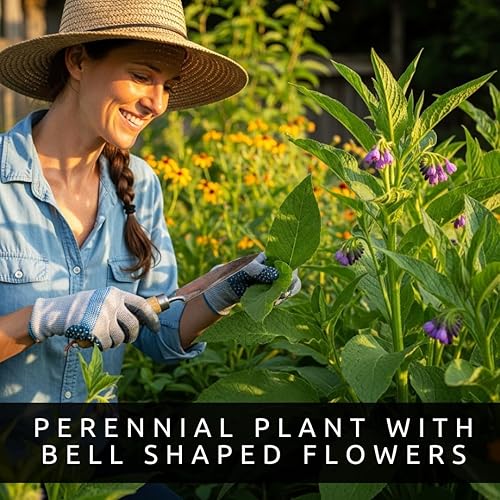 Miniatura 2 de Bocking 14 esquejes de raíz de consuelda para crecer, muchos usos, flores bonitas, esquejes sin raíz, crecen fácilmente (6 esquejes)