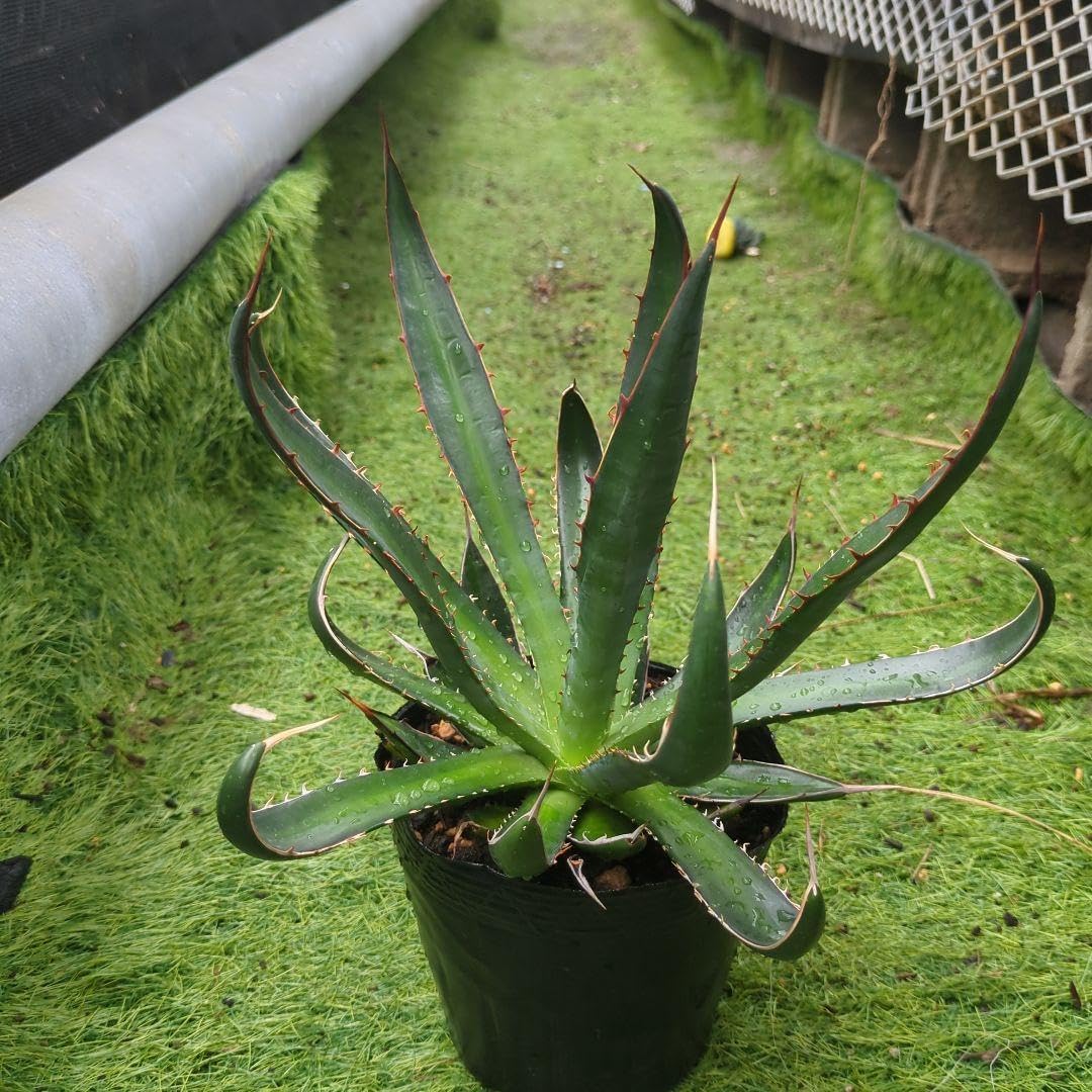 アガベ ホリダ ペロテンシス 大株 ドライガーデン チタノタ アガベ