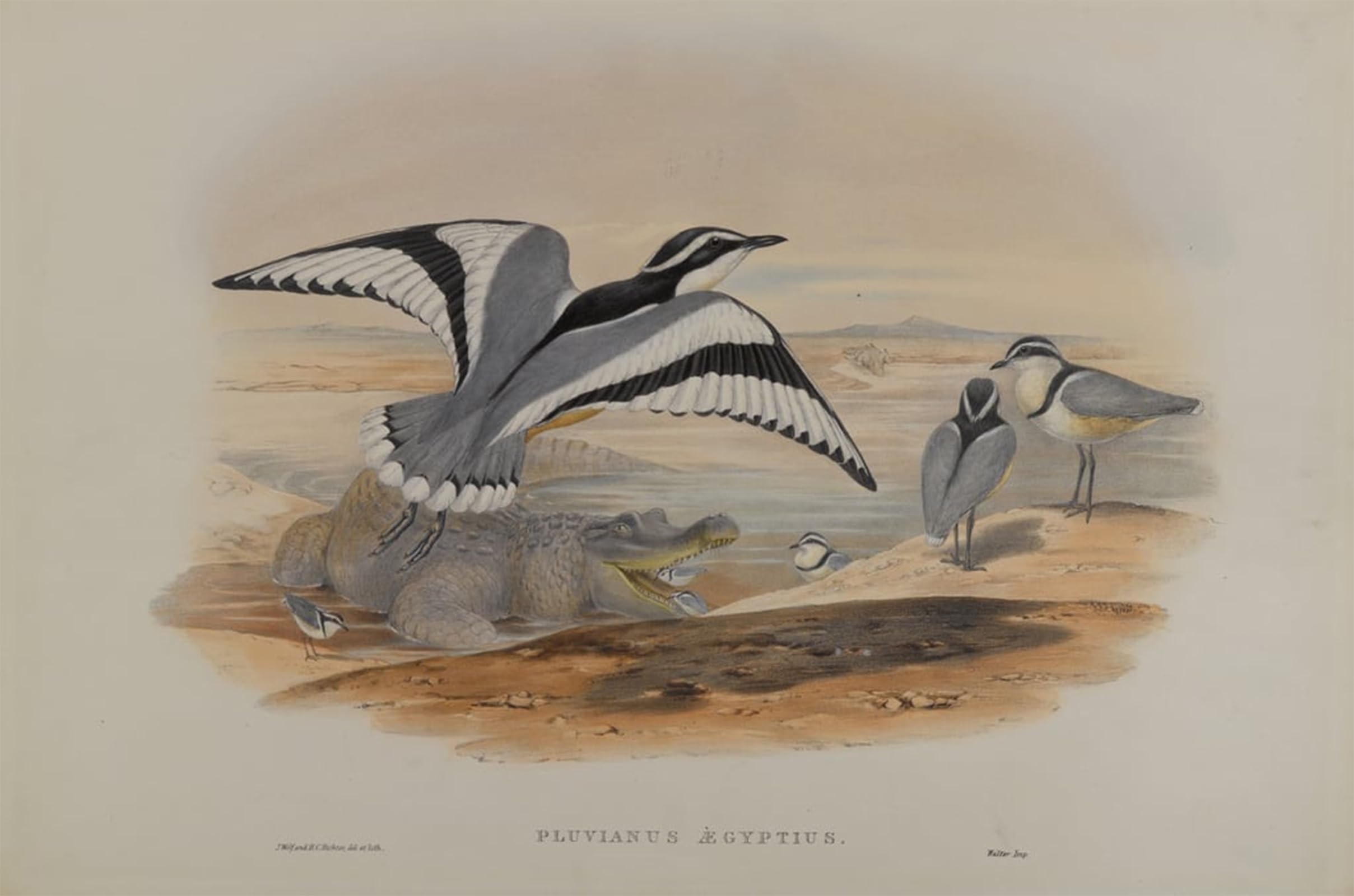 Posteriik No Frame Famous Animal Posters Vintage Picture Animal Bird Pluvianus Aegyptius By John Gould Modern Wall Decor For Home Decor 60X90cm