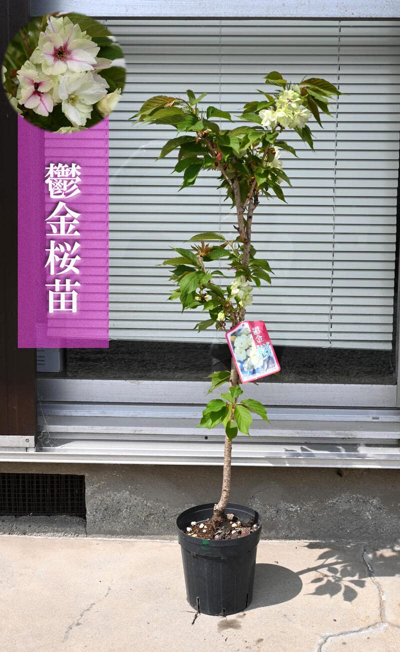 Amazon.co.jp: ウコン桜鬱金桜桜苗 黄桜 : DIY・工具・ガーデン Amazon.co.jp: ウコン桜鬱金桜桜苗 黄桜 : DIY・工具・ガーデン