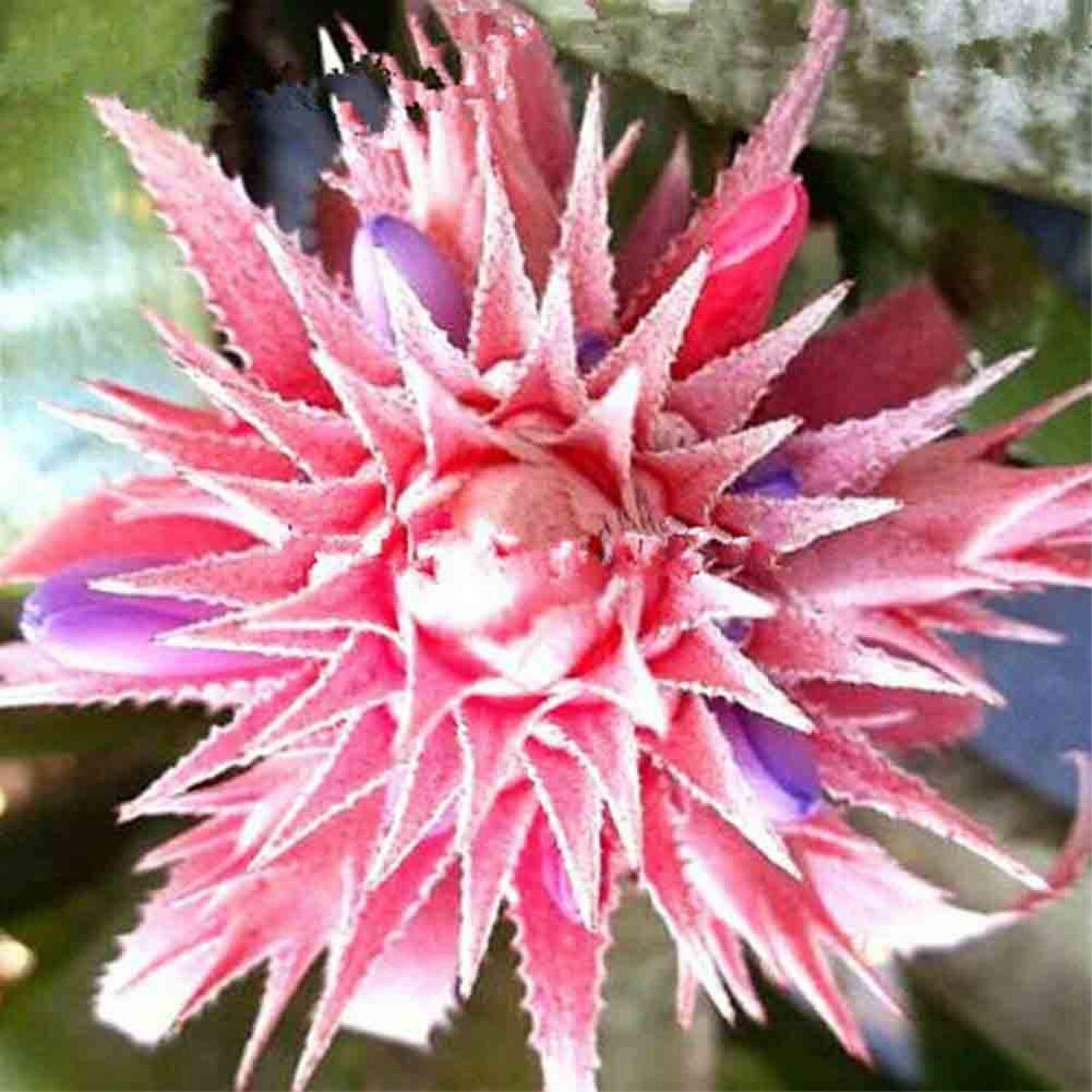 Fruit Seeds for Gardening-100Pcs Bromeliad Cactus Succulent Seeds Home Garden Bonsai Yard Ornamental Plant - Pink Bromeliad Succulent Seeds