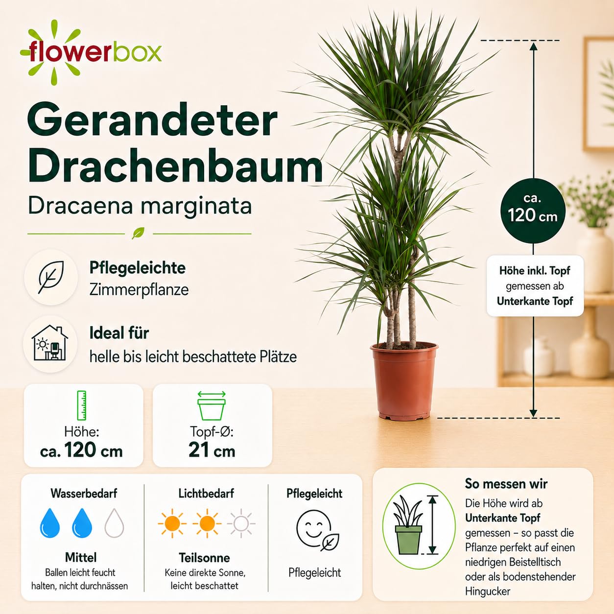 Dracaena marginata, planta de interior real, 3 troncos, altura aprox. 120 cm, diámetro de la maceta de 21 cm