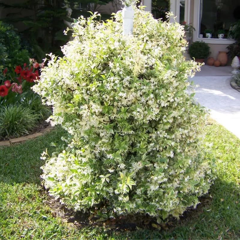 Set 3 Confederate Star Jasmine Plants Live, Very Fragrant Vine, 4 to 6 Inc White Jasmine Plant for Indoor Outdoor Growing