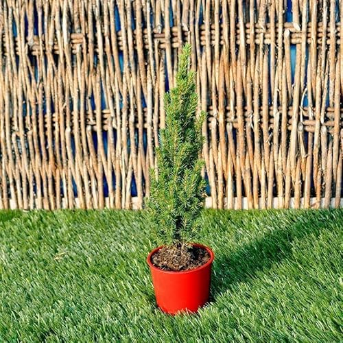 Picea glauca, Jean's Dilly Spruce, Dwarf Conifer, Well-Shaped, 4.5" Picea glauca, Jean's Dilly Spruce, Dwarf Conifer, Well-Shaped, 4.5"