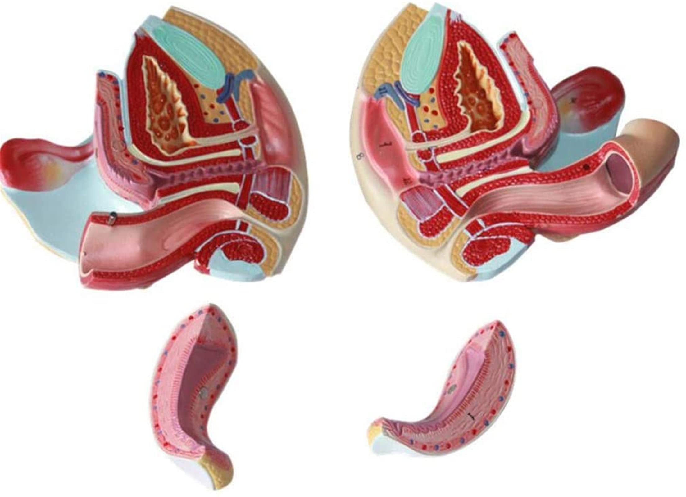 GTHTUHFD Medical Models, Female Reproductive System, Model Of Human, Medical Teaching Aids, Medical Training Aids, Medical Models And Teaching Materials