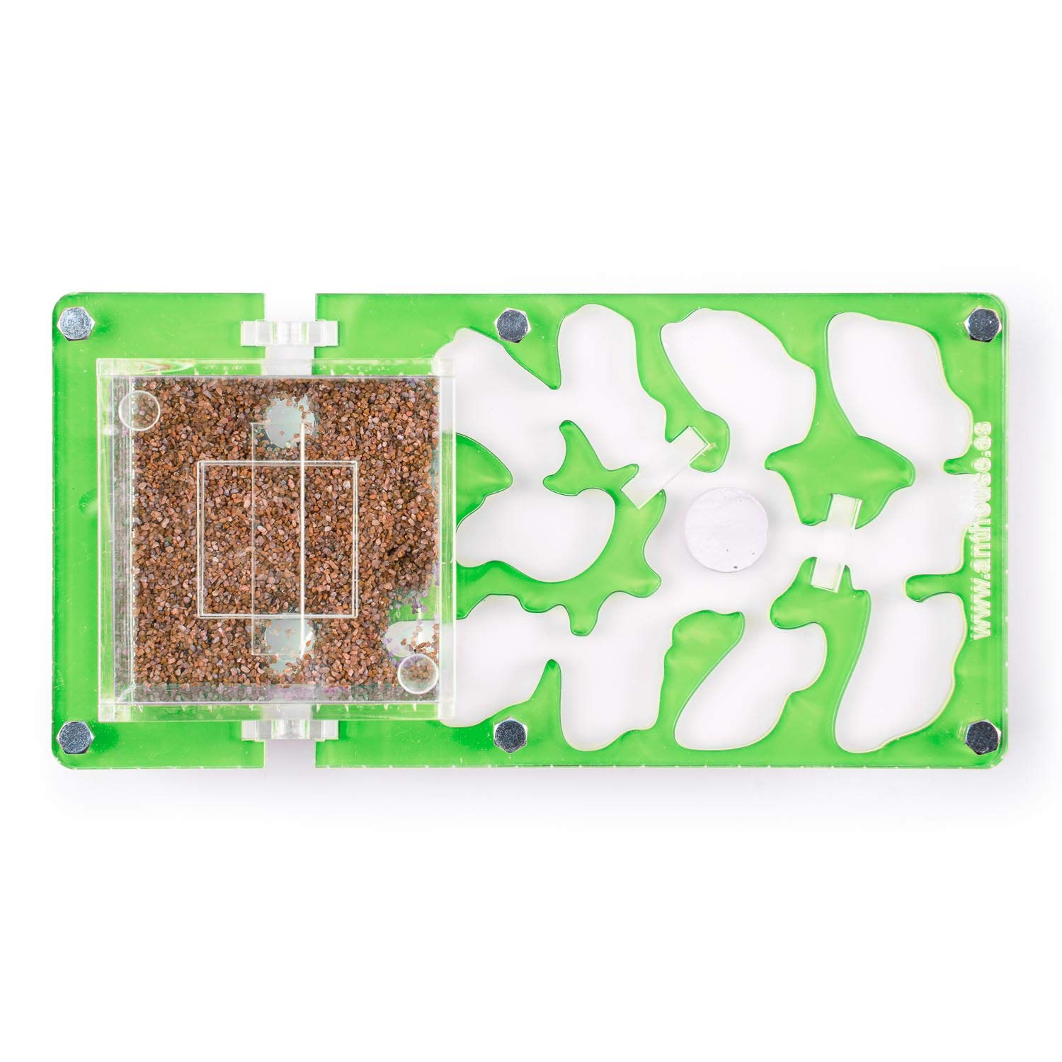 AntHouse - Formicaio Acrilico NaturColor 20x10x1cm - con Sistema di umidità Fungo (Formiche Incluse) - Verde