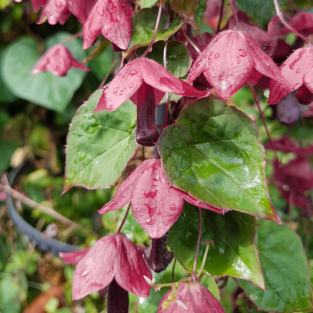 Rhodochiton Purple Bell Vine Seeds – RHS Award of Garden Merit – Vigorous, Exotic Looking Climber – Half Hardy Perennial – for Your Beautiful Garden