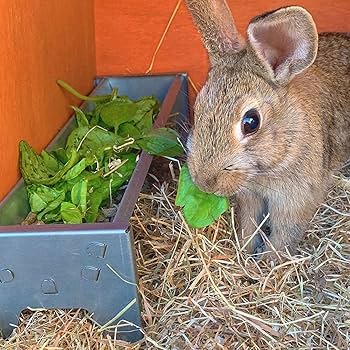 Buy Jake's Far Yard Galvanised Feeding Trough For Goats, Sheep And