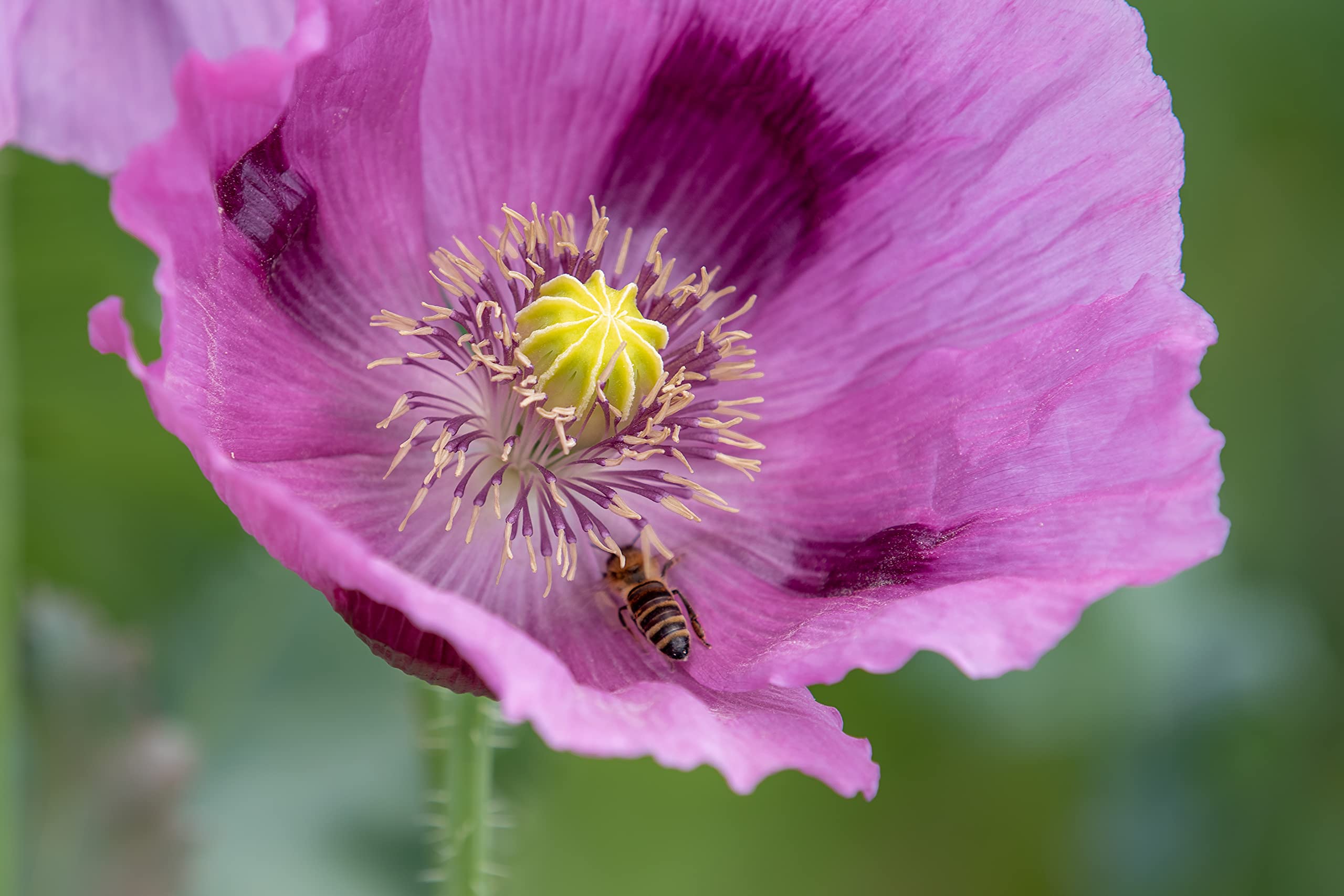 Echter Schlafmohn, 1500 Samen, lila Mohnblumen Saatgut lat. Papaver Somniferum, große lila Blüten mit langer Blühdauer für Insekten Saat